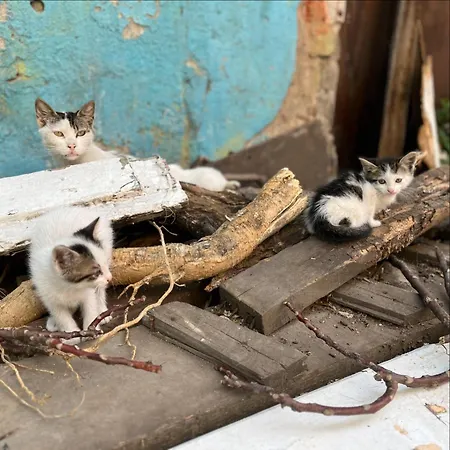 Boho House דירה איסטמבול
