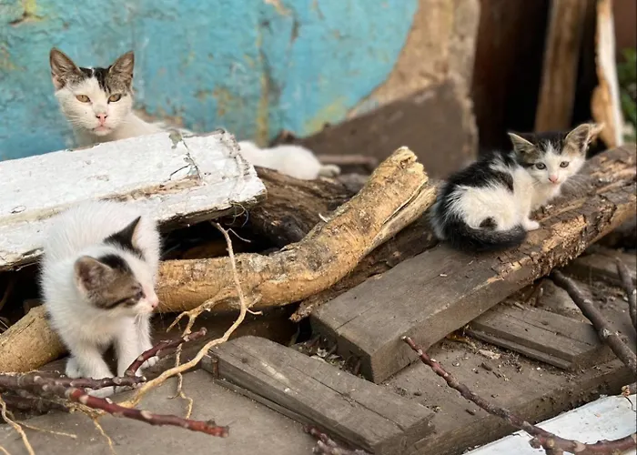 Boho House Appartement Istambul